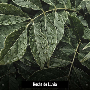 Rain From The Balcony