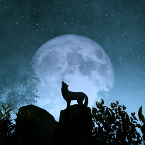 Enchanting Wolf's Night Song
