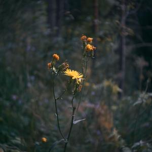 风吹麦浪（cover李健）