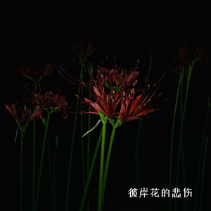 彼岸花的悲伤