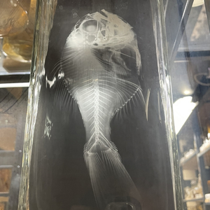 Oily Fresh Bleep Groove