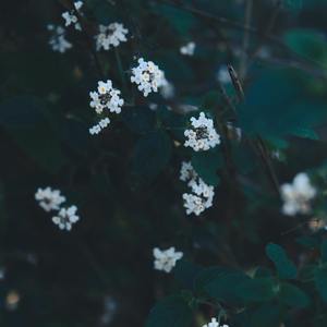 星花6
