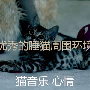 温和小猫梦想