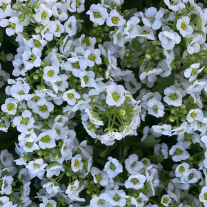 IDK You Yet Remix (Prod. Jshnide)