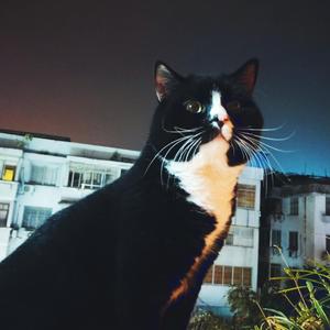 勿忘我（原曲《虹色蝶々》）（翻自 初音ミク）