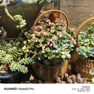 母亲遗愿促家睦