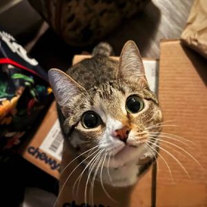 [FREE]"痴迷于你" 街头旋律 lil Tjay x emo melodic rap beat