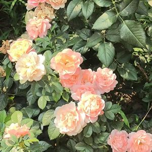 落（cover艾辰）