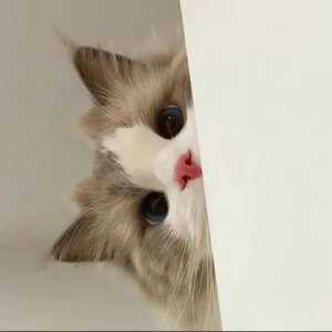 世界破破烂烂小猫缝缝补补（加速版）