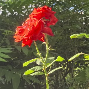 《碎月誓言》