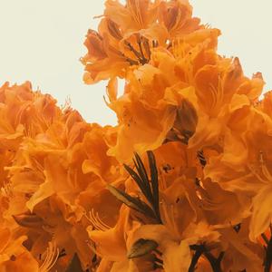 花开四季