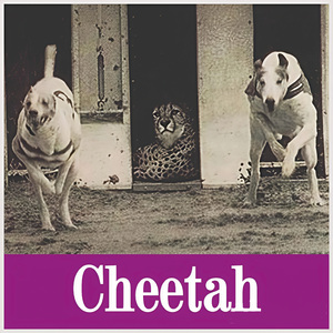 Cheetah