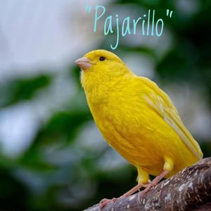 Pajarillo