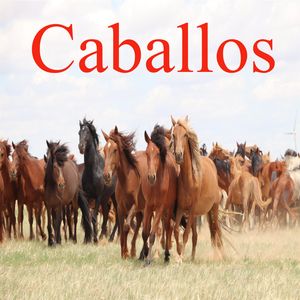 Caballos