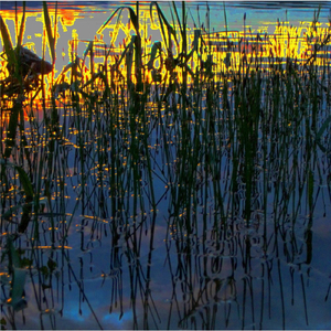 Your Cloud, Dreaming (Live Walnut Room 6.9.12)