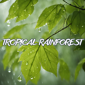 American Airlines Center Rain Serenade: Relaxing ASMR Ambience