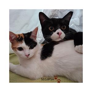 기적의 시작(입양송)