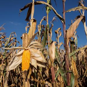 Full Moon Night on the Corn Fields