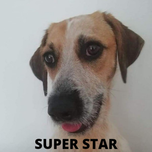 Super Star