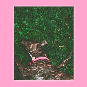 QTs (with CRYE & LEAM)