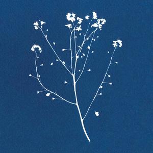 Falling Cherry Blossoms