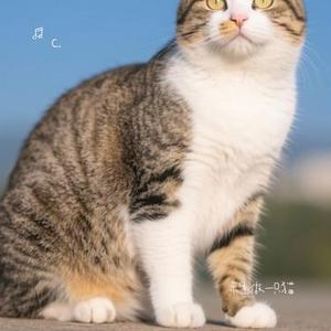 来生做一只猫 (Cover 空想之喵)