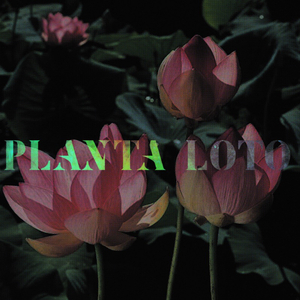 Planta Loto