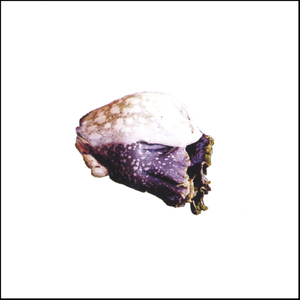 The Awakening of Amorphophallus