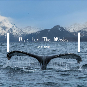 Rise For The Whales