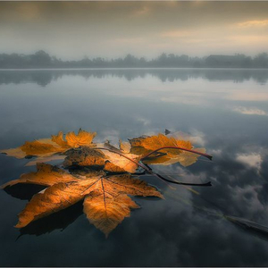 Lost autumn leaf