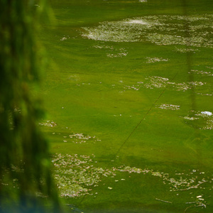 眼泪成诗-cover孙燕姿