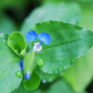 晨起养肝生机曲