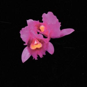 Magenta