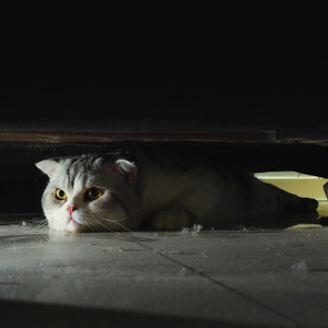 อ๊ะเปล่า