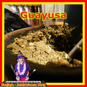 Guayusa
