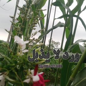 ORDU LA YAJHBILU 1