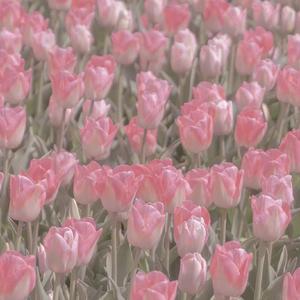 告白（cover.沈以诚