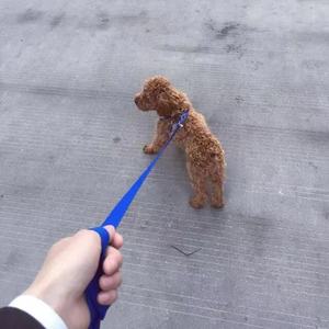 再见 你好（翻自 隔壁老樊）