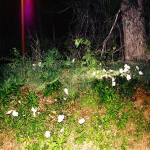 ...no legs with which to walk