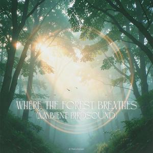Where The Forest Breathes (Ambient Birdsound)
