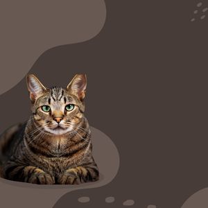 放松的枪口 (循环序列)