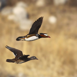新鸳鸯蝴蝶梦（Cover 黄安）