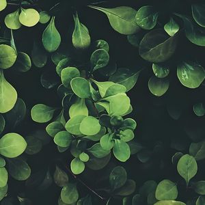 爱的致意-小提琴版