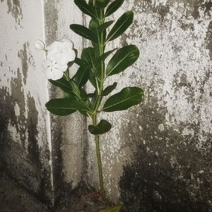 just a kid but older