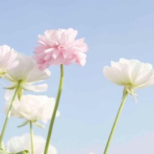 再也不会遇见第二个她