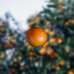 Kumquat