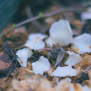 每一个蝴蝶都是从前一朵花的鬼魂