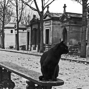 生而爲人，我很抱歉