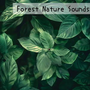 α波を刺激するゆらぎギター 睡眠導入の癒しストレス軽減のリラックス音楽 (自律神経を整える睡眠用 森 鳥)