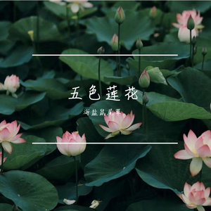 五色莲花